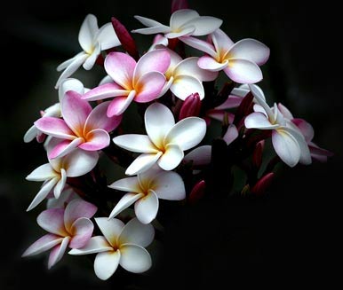 Fleur De Frangipanier