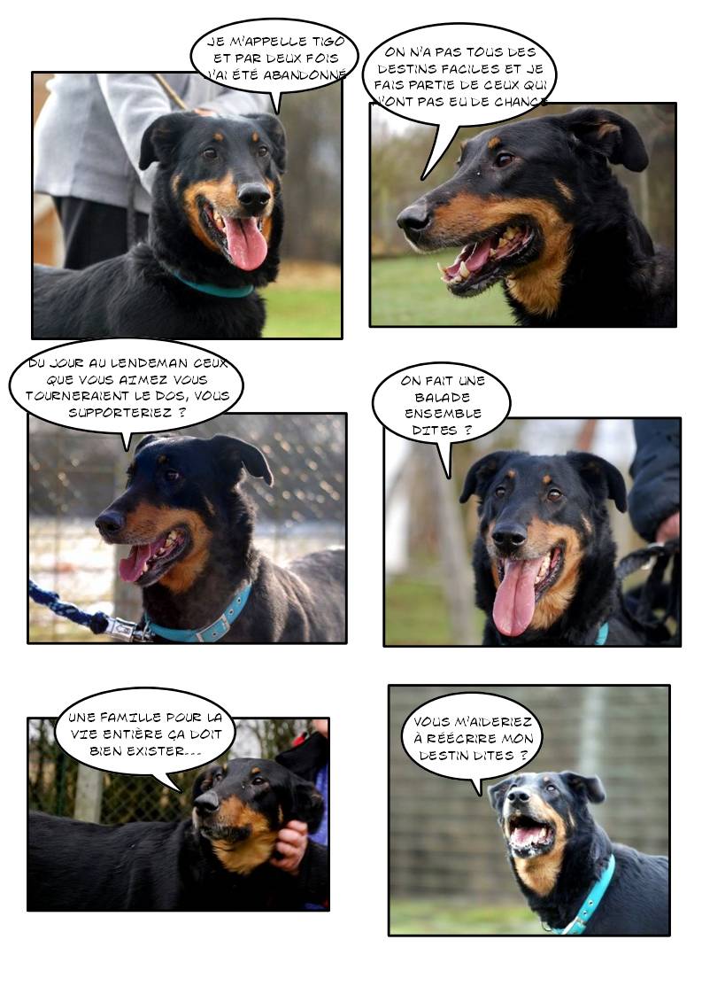 TIGO (croisé beauceron) - Page 2 Page_292