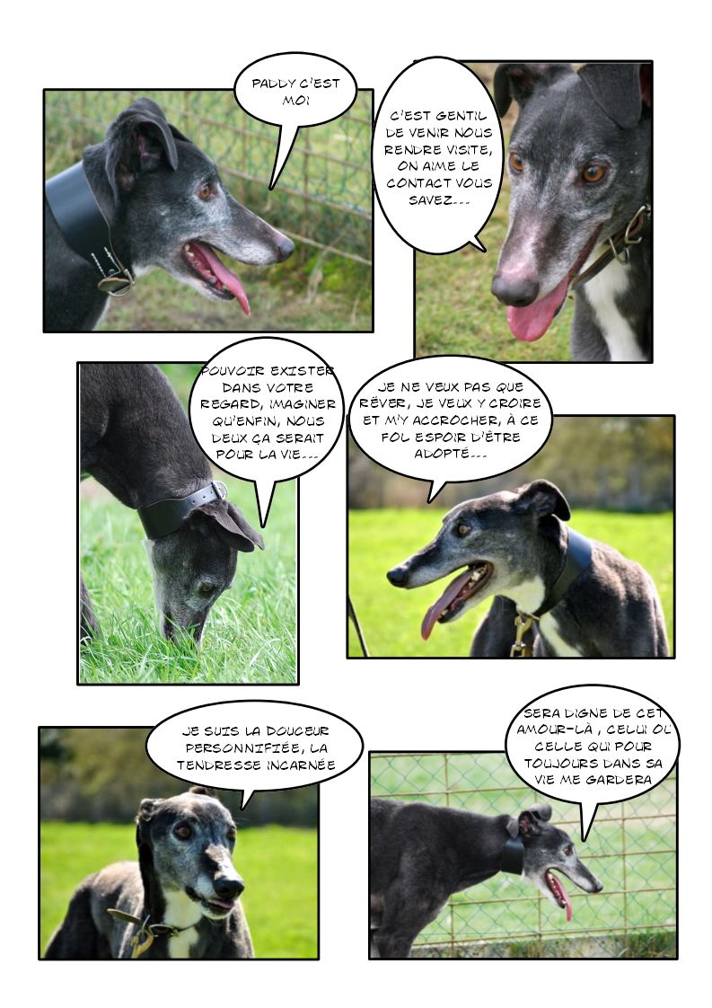 PADDY (lévrier greyhound) Page_368