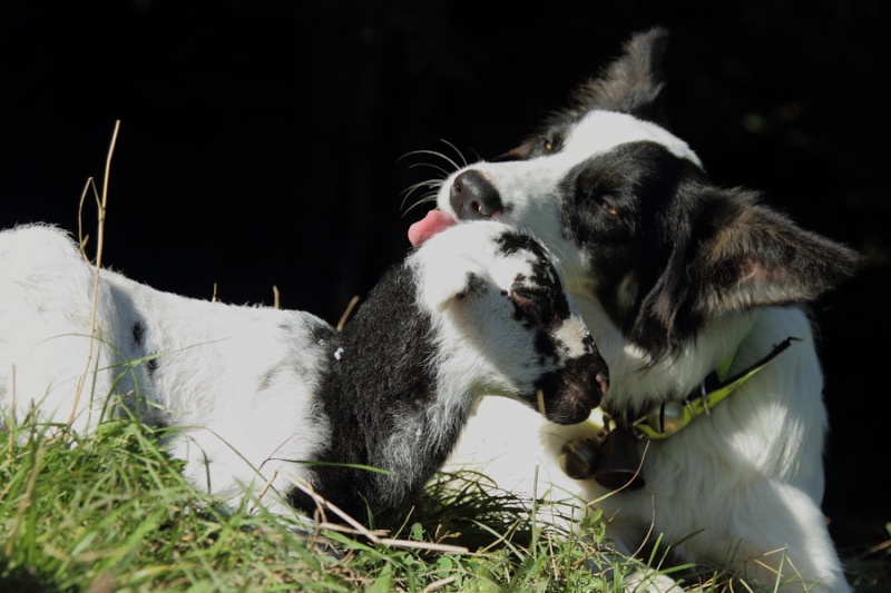 Le Loup et l'Agneau .....  attention photos!! :s Aimg_015