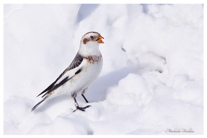 Série Plectrophanes des neiges W_plec17