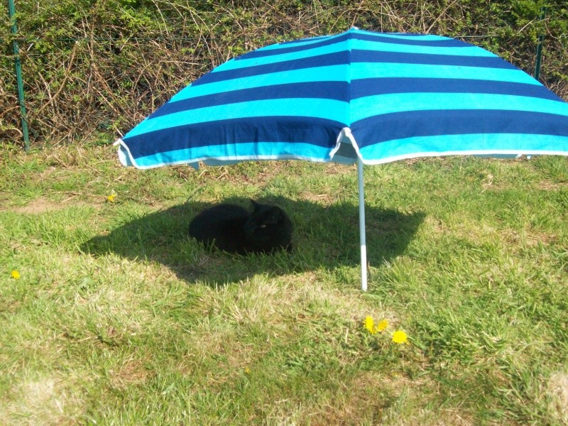 mon chat et son parasole 100_1215