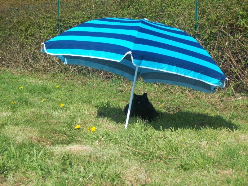 mon chat et son parasole 100_1216