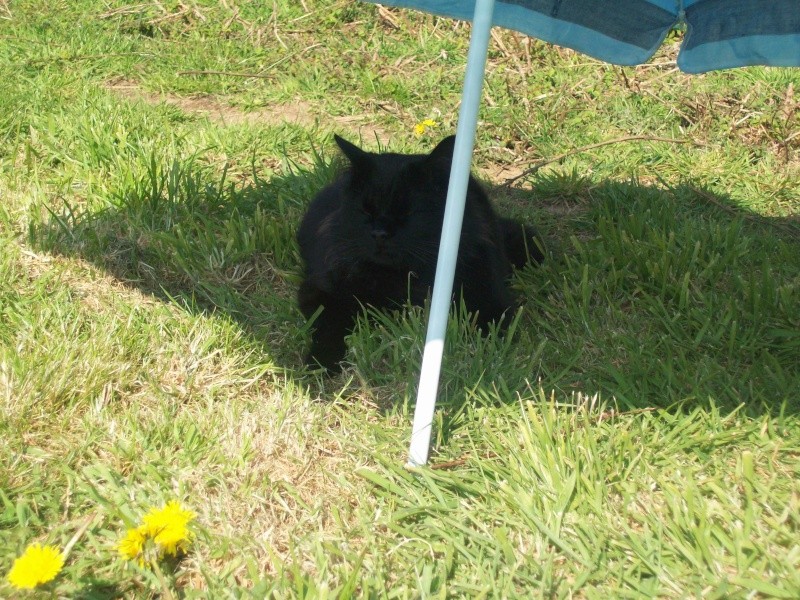 mon chat et son parasole 100_1218