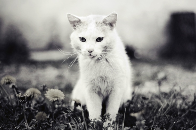 photos de chats blancs 10011