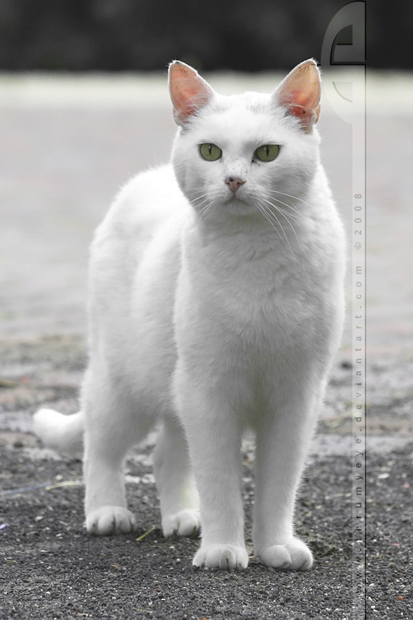photos de chats blancs 6711
