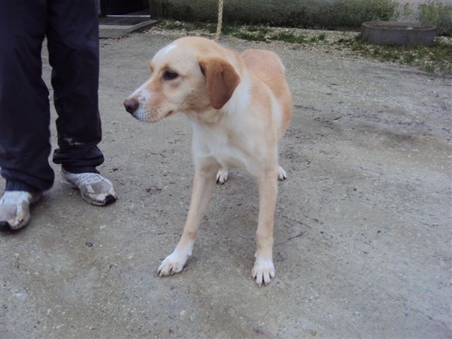 47 - 13 chiens à sauver dans le Lot-et-Garonne : euthanasie lundi 14 Mars ! Dsc00812
