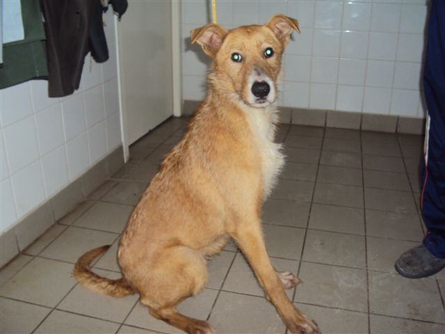 47 - 13 chiens à sauver dans le Lot-et-Garonne : euthanasie lundi 14 Mars ! Dsc00814