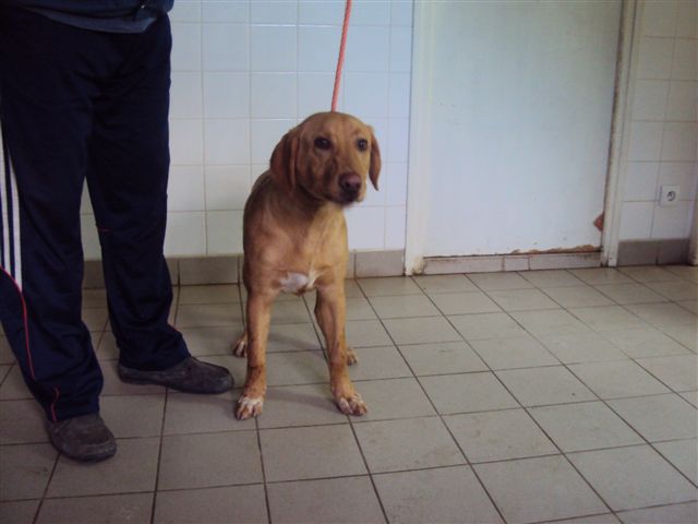 47 - 13 chiens à sauver dans le Lot-et-Garonne : euthanasie lundi 14 Mars ! Dsc00911