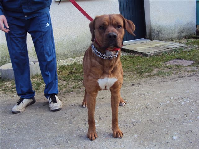 47 - 13 chiens à sauver dans le Lot-et-Garonne : euthanasie lundi 14 Mars ! Dsc00912