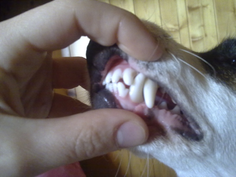 denti - denti a forbice!!! 07042011