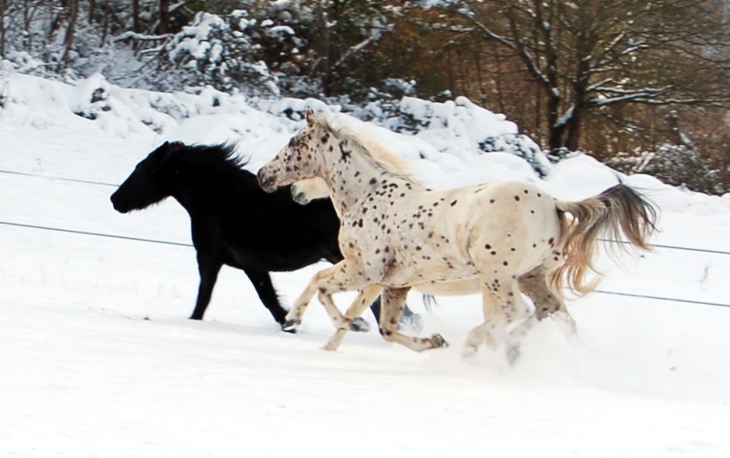 CONCOUR PHOTO: Les chevaux s'amusent... - Page 2 03910