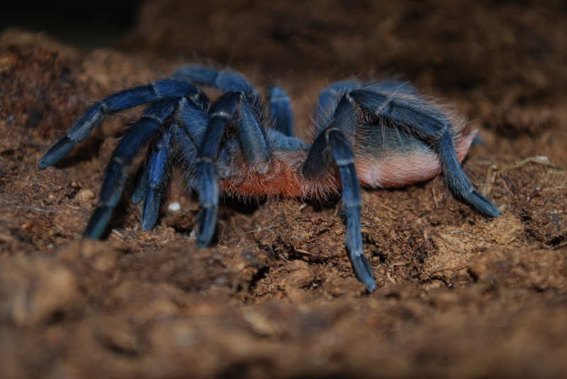 Mygale - Aphonopelma seemanni Aphono11