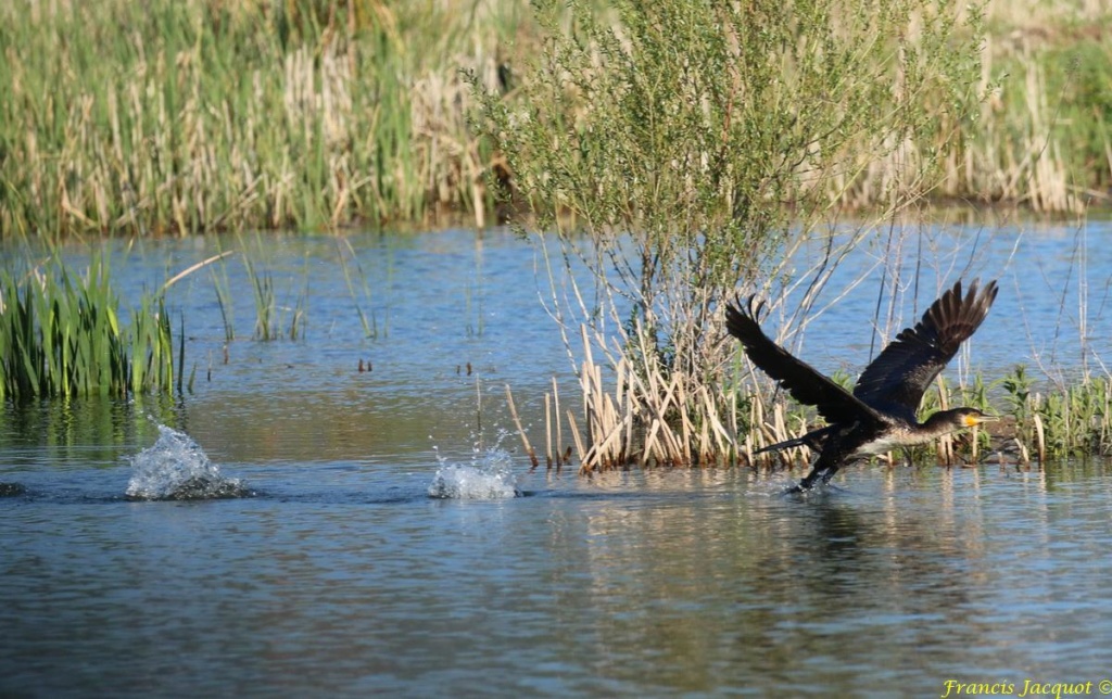  [Ouvert] FIL - Oiseaux. - Page 29 04143