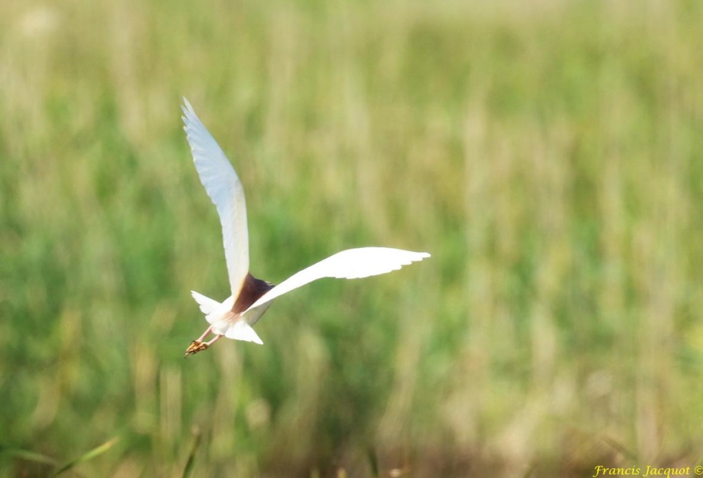  [Ouvert] FIL - Oiseaux. - Page 30 04147