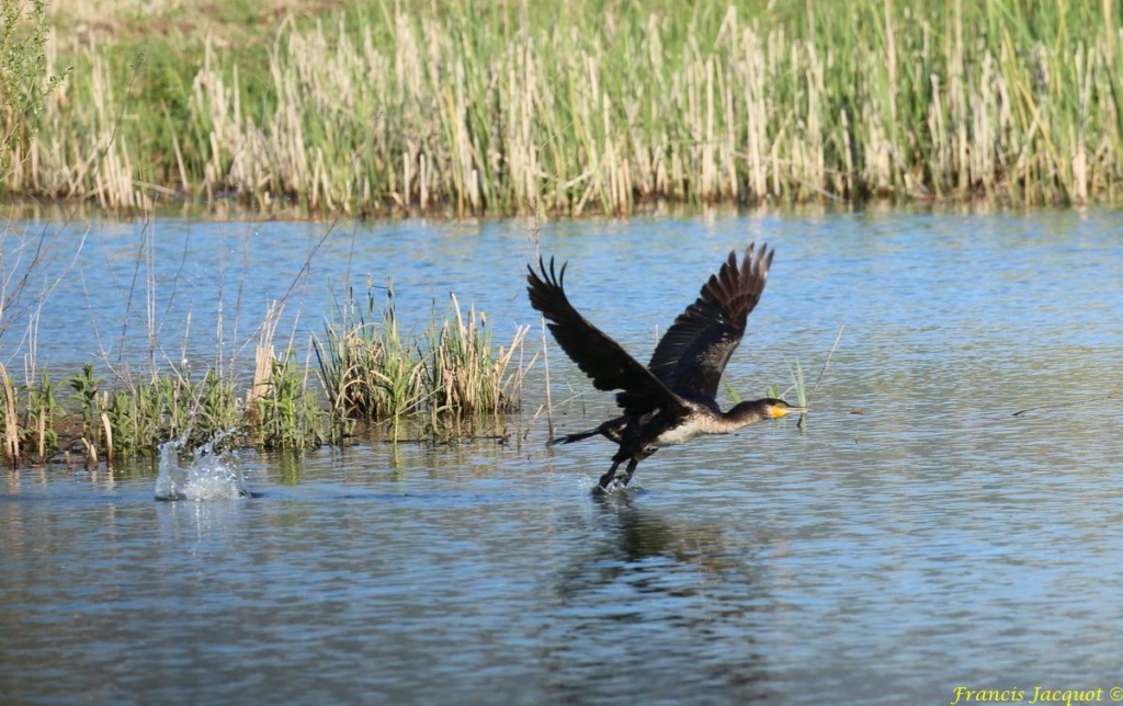  [Ouvert] FIL - Oiseaux. - Page 29 05142