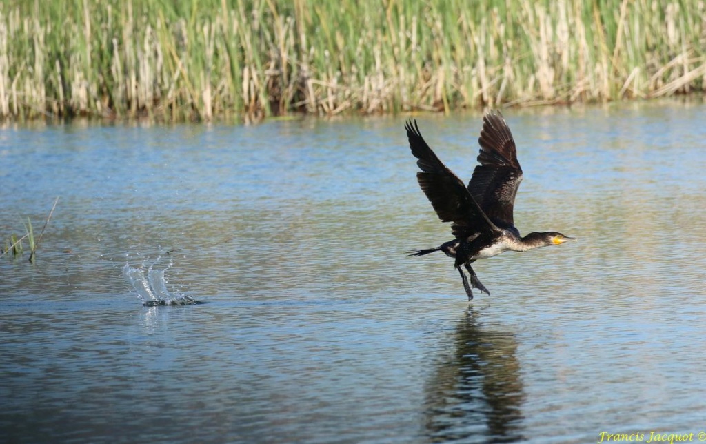  [Ouvert] FIL - Oiseaux. - Page 29 06138