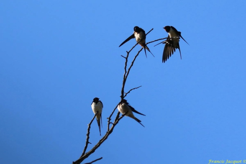  [Ouvert] FIL - Oiseaux. - Page 29 07145