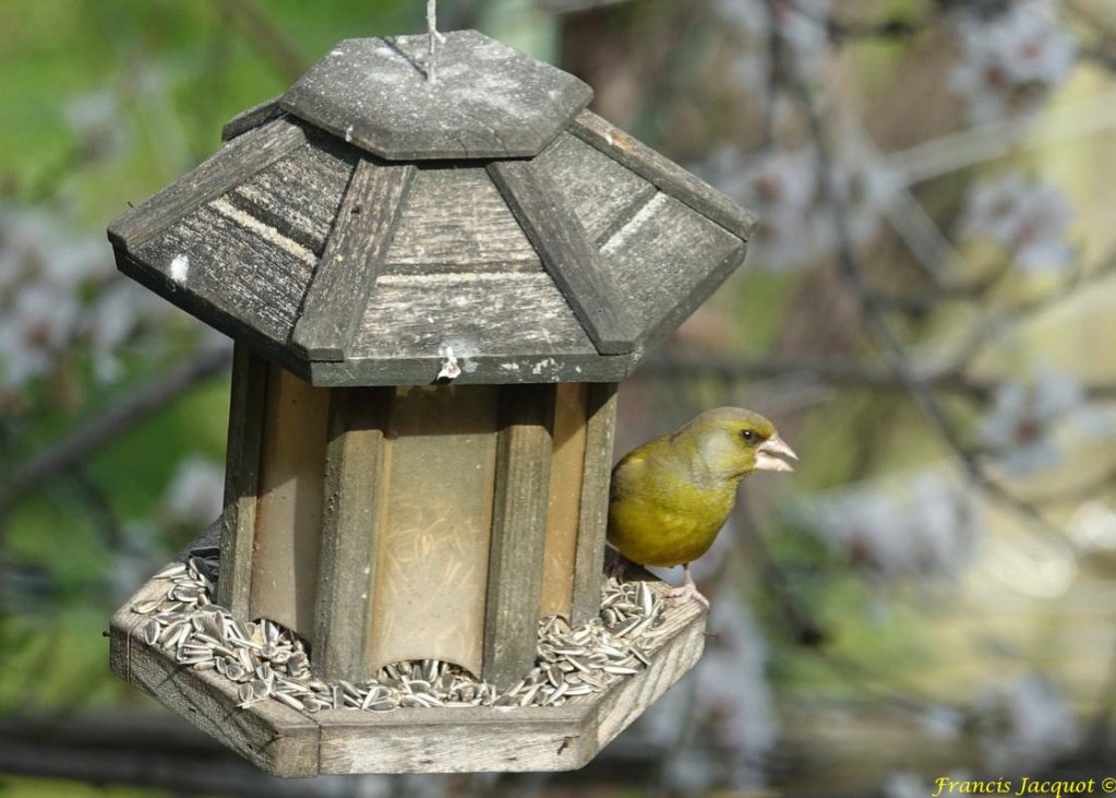  [Ouvert] FIL - Oiseaux. - Page 25 Dsc01214