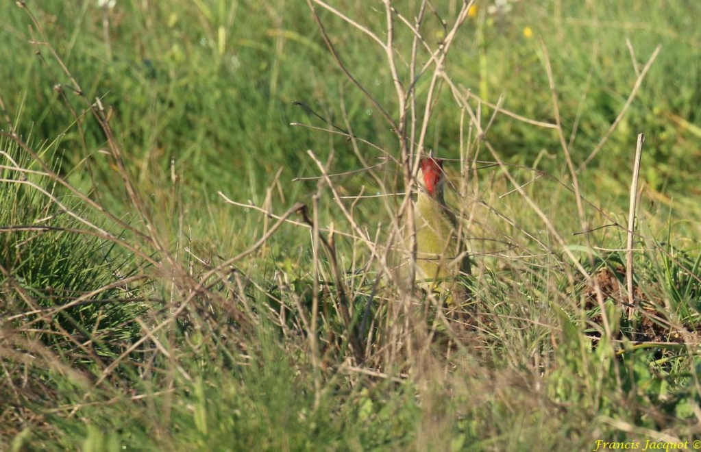  [Ouvert] FIL - Oiseaux. - Page 29 Img_0011