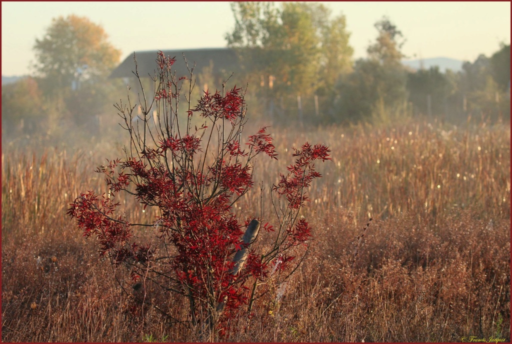 Thème du mois d'octobre 2020 :  Automne Img_1232