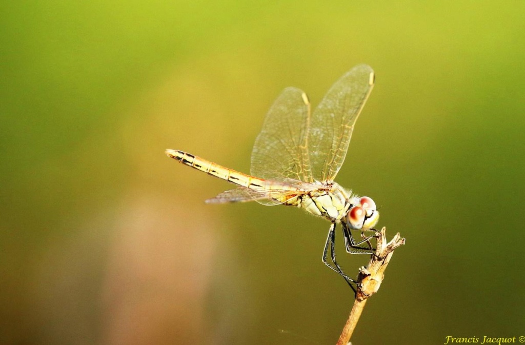 (FIL OUVERT) INSECTES ET PAPILLONS. - Page 4 Img_2710