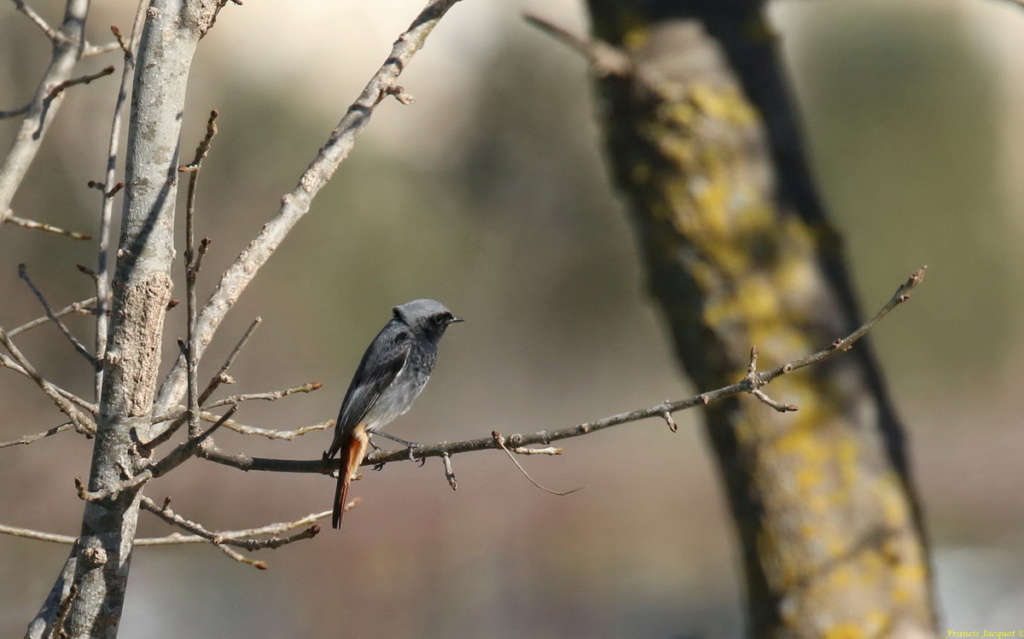  [Ouvert] FIL - Oiseaux. - Page 2 Img_7241