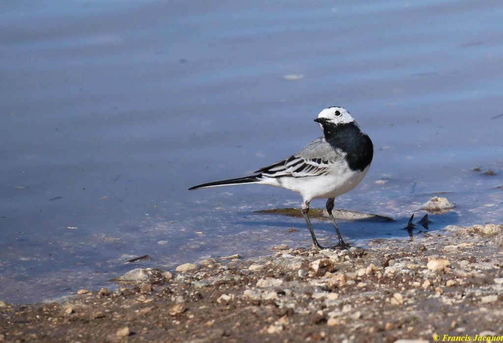  [Ouvert] FIL - Oiseaux. - Page 2 Img_7337