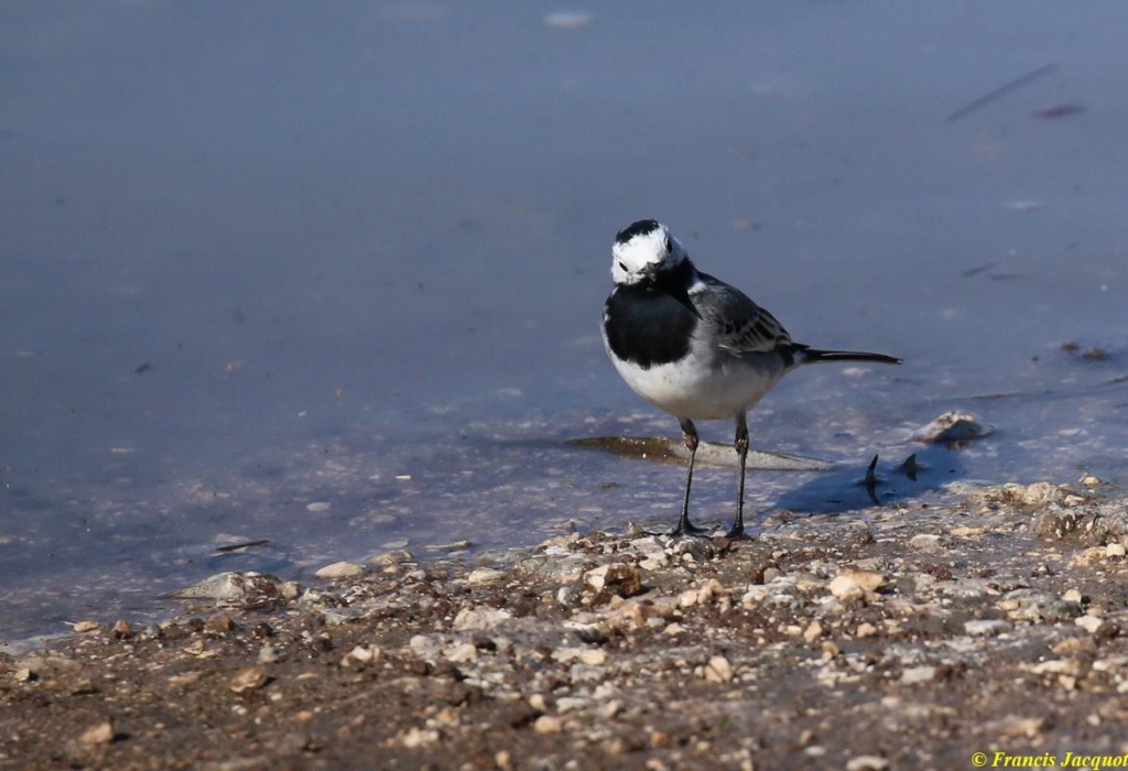  [Ouvert] FIL - Oiseaux. - Page 2 Img_7338