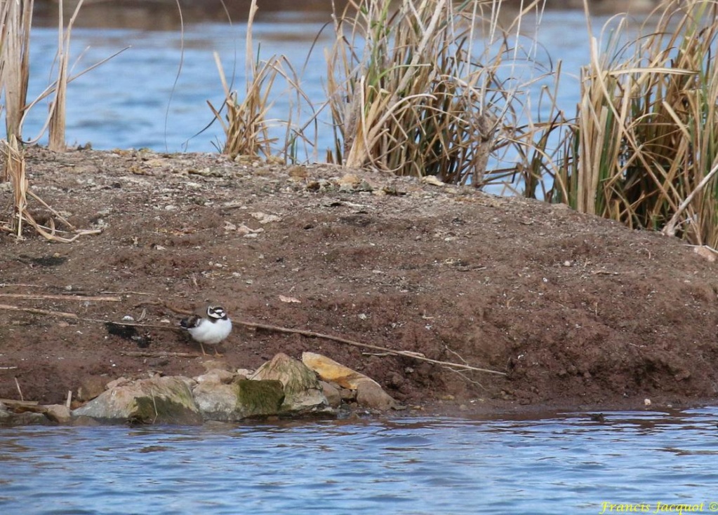  [Ouvert] FIL - Oiseaux. - Page 26 Img_8712