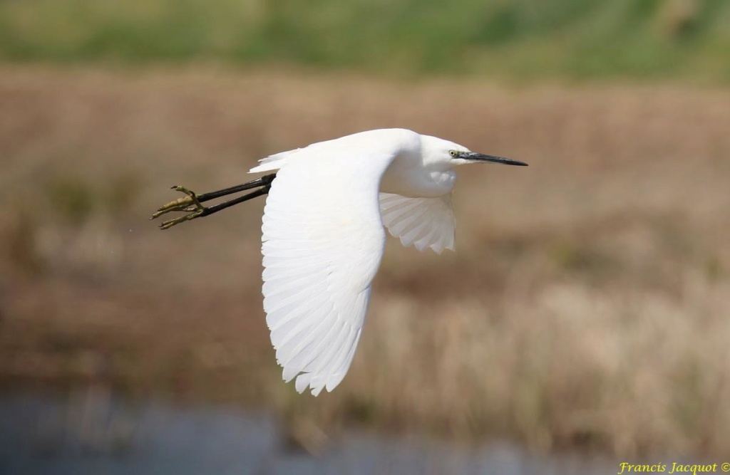 Thème du mois de mai 2019 :  Une photo toute simple, mais de bon goût !  Img_8812