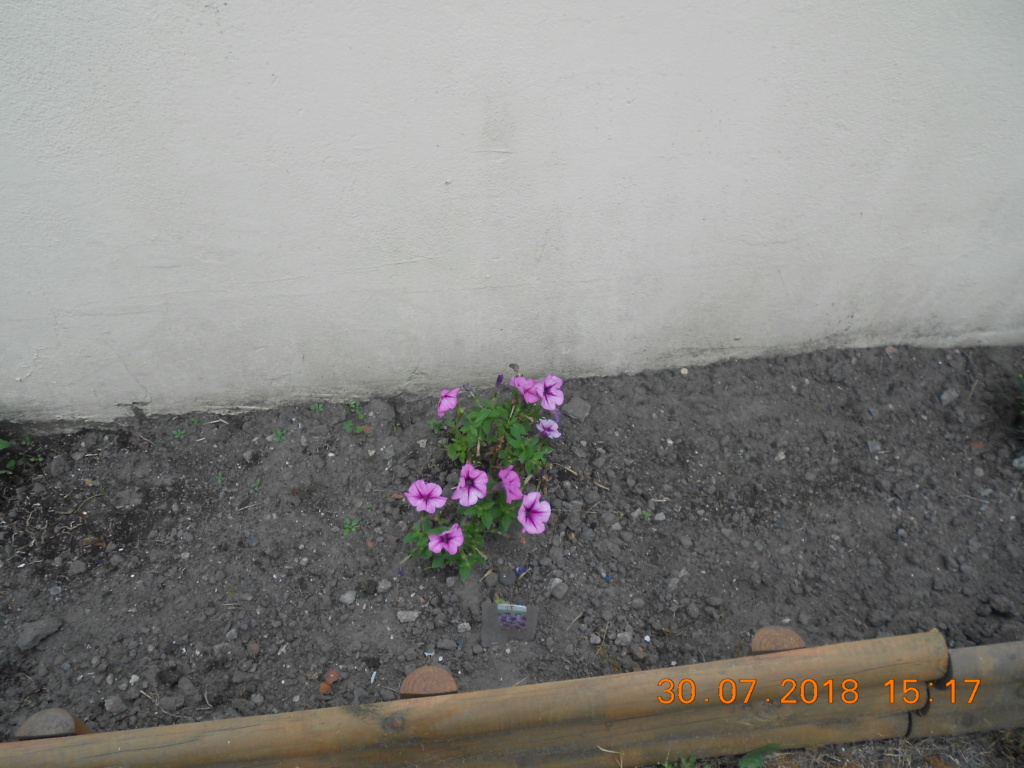 mon petit jardin  Dscn0169