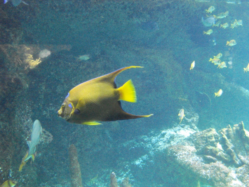 L'aquarium de La Rochelle 24-06-11