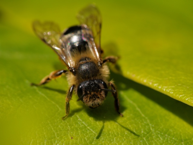 abeille Abeill11