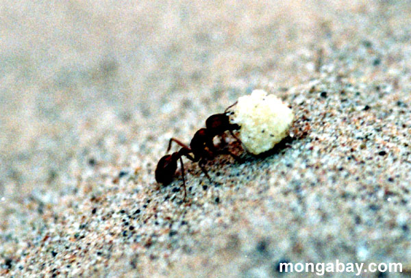 النمل القاتل يجتاح أمريكا 0617_f10