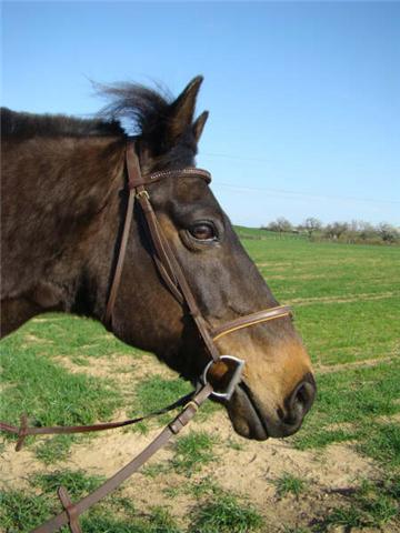 Cavalière des monts du lyonnais Getatt10