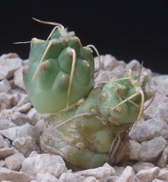 Cumulopuntia rossiana Cumulo10