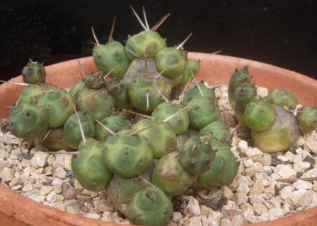 Cumulopuntia rossiana Cumulo11