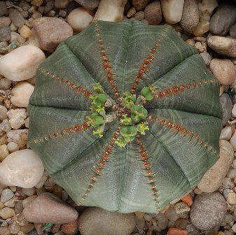 Euphorbia obesa  E_obes10