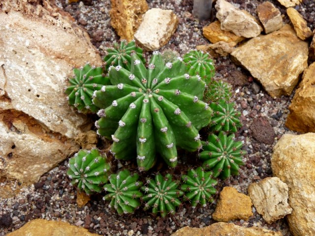 Echinopsis oxygona (= Echinopsis eyriesii v. grandiflora) Echino18