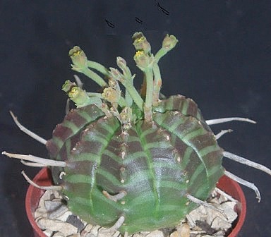 Euphorbia meloformis Euphor10