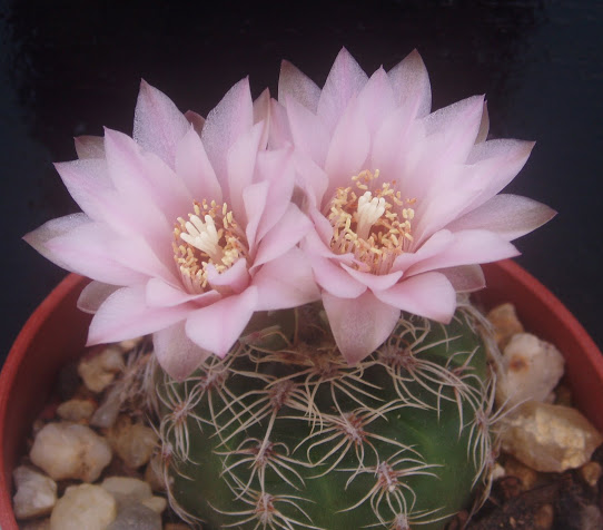 Gymnocalycium bruchii Gymnoc11