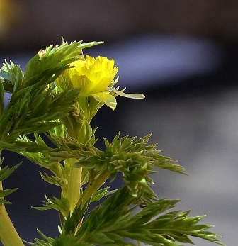 Adonis amurensis [devinette] Img_1110