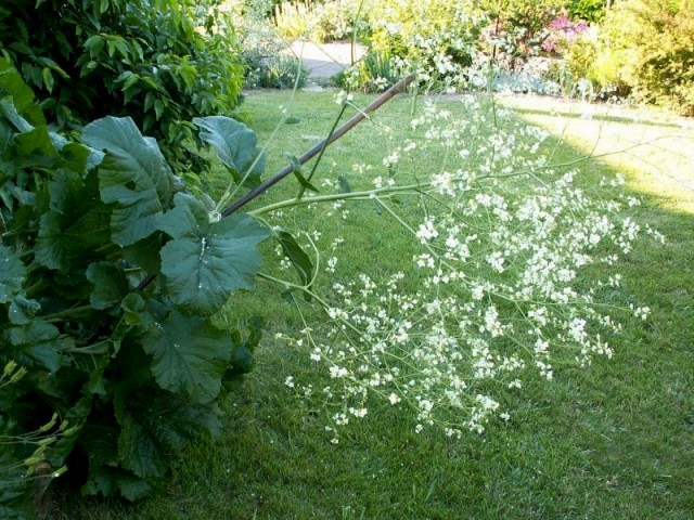 Crambe cordifolia Jardin10