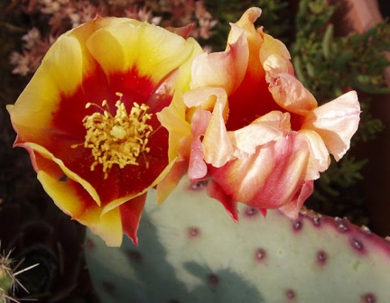 Opuntia macrocentra - violacea Opunti24