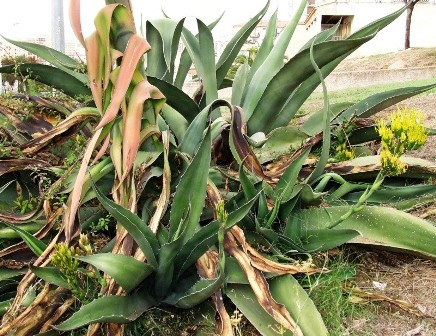 Agave salmiana Septem13