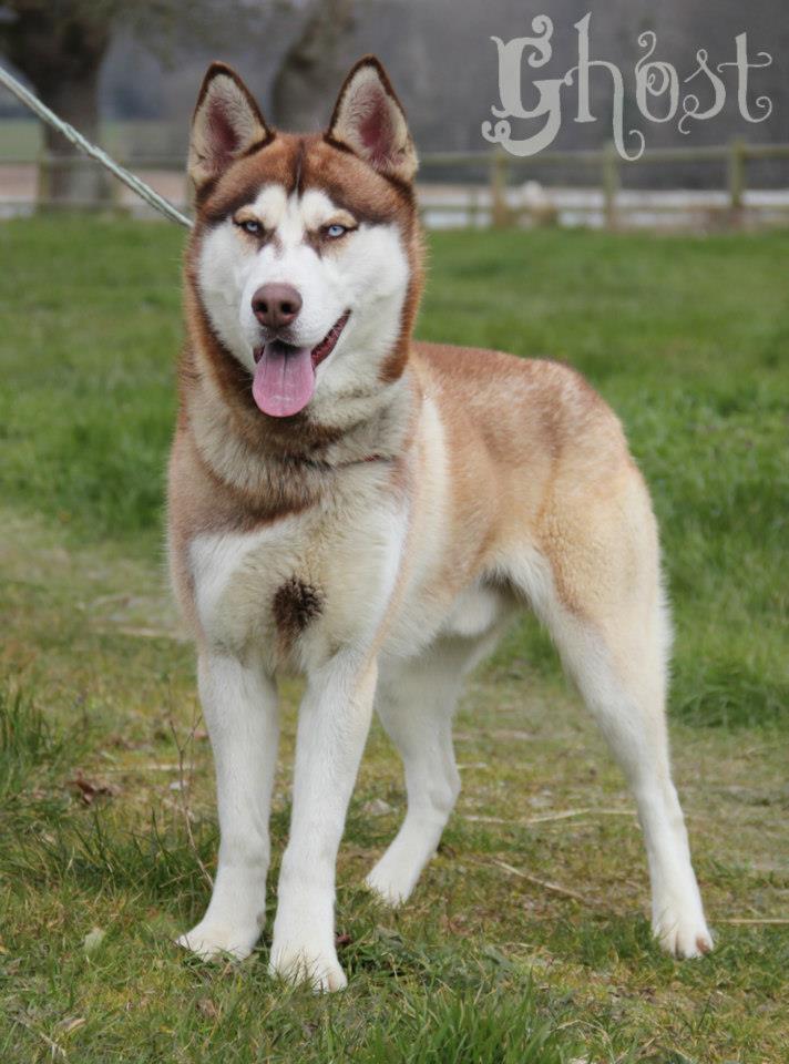 Ghost sibérian husky (m ) très sympa besoin d'exercice 09/2011/REF:72ADOPTE 18267110