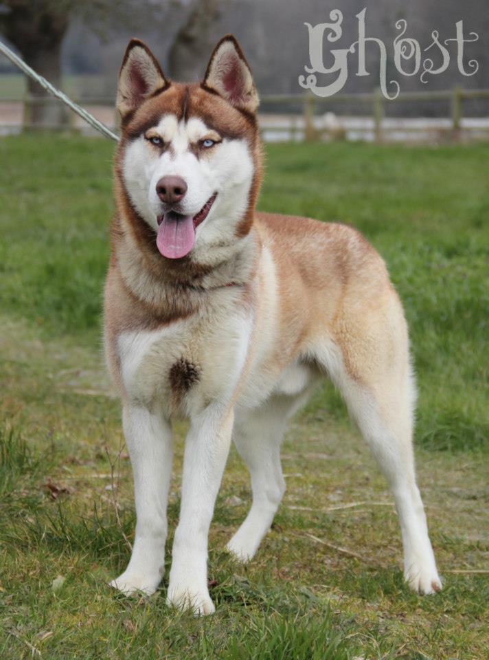 ghost - Ghost sibérian husky (m ) très sympa besoin d'exercice  09/2011/REF:72ADOPTE 18267110