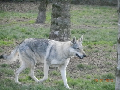 HAVA chien loup tchécoslovaque (f) grise 18/10/2011/REF:82 ADOPTEE 20599f10