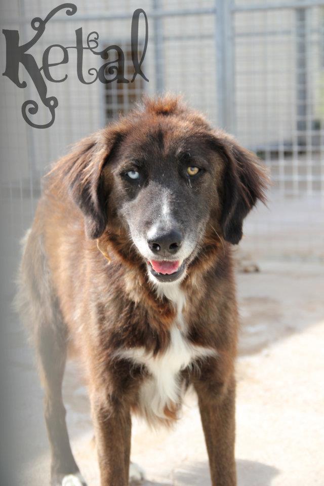  KETAL labrador x Husky poil long(m) né .01 Décembre 2005 / 8 ans dont 7 de boxe REF:72  ADOPTE  - Page 3 30011710